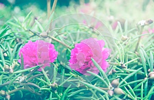 Pink rosemoss