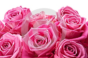 Pink roses