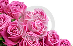 Pink roses