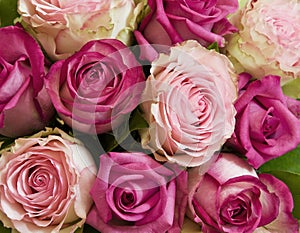 Pink roses photo