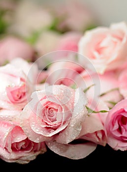 Pink roses