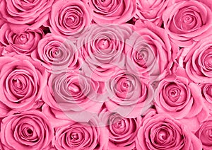 Pink roses