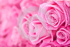 Pink roses