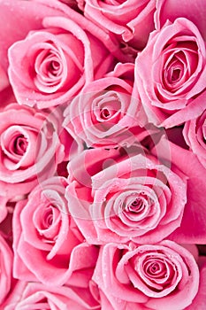 Pink roses