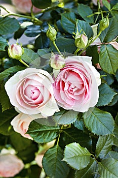 Pink roses