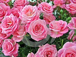 Rosa rose 