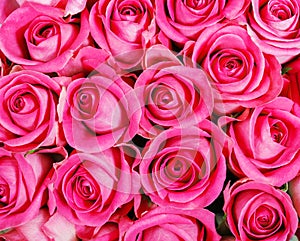 Pink roses