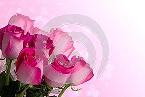 Pink roses