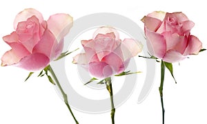 Pink roses