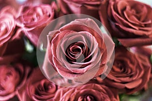 Pink Roses