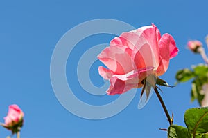 Pink roses against a blue sky. Delicate rose blossoms with space for text