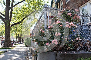 Pink Roses along a Fence and Neighborhood Sidewalk with a Row of Old Homes in Long Island City Queens