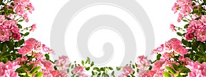 Pink roses arrangement with copy space on white