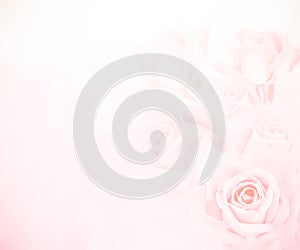 Pink roses background