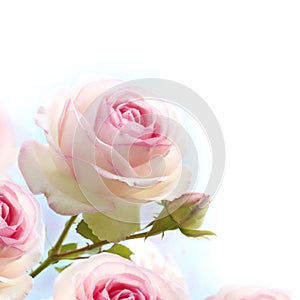 Pink roses background, floral border