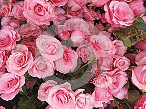 Pink roses background. Floral roses flowers. Natural patter backgrounds of fresh pink roses. Flower background.