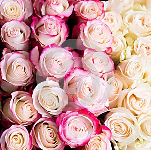 Pink roses background, romantic wallpaper. Flowers