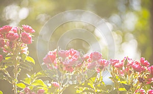Pink Roses Backlit With Sunshine