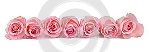 Pink Roses Banner Isolated on White Background