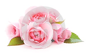 Rosa rosas 