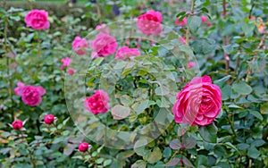 Pink roses bloom in the rose garden. Terry flowers of a bush English rose