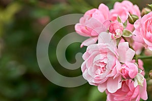 Pink roses bloom in a tropical garden with natural green blurring background. Represents romance Rose to love.