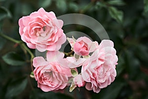 Pink roses bloom in a tropical garden with natural green blurring background. Represents romance Rose to love. as background Vale
