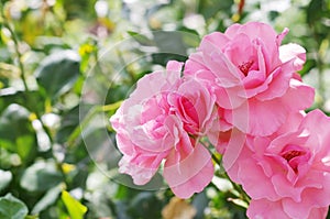 Pink roses, blooming on a bush