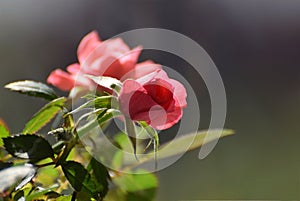 Pink roses blooming on a rose bush