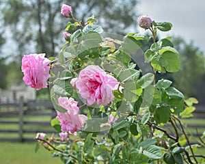 Pink Roses Blooming and Rosebuds Waiting to Bloom photo