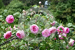 Pink Roses Blooming and Rosebuds Waiting to Bloom photo