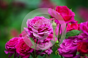 Pink roses blossom on green blurred background close up, beautiful red rose bunch macro, growing purple flowers in bloom