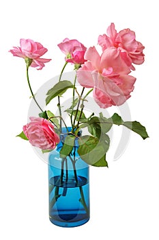 Pink roses in a blue glass vase isolated on a white background