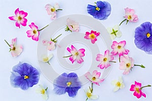 Pink roses and blue pansies on white background