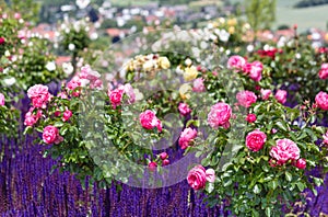 Pink roses and blue salvia nemorosa in a rose garden English style