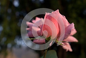 Pink roses with blur filter - Bud of pink rose