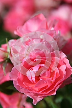 Pink roses with blurred background