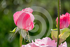 Pink roses with blurred background