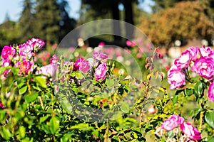 Pink roses blurry background in Rose Gardens