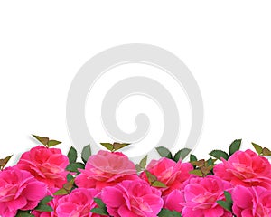 Pink Roses Border Background