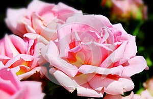 Pink roses bouquet .