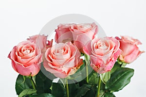 Pink roses bouquet, white background
