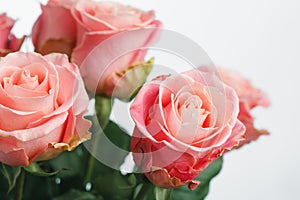 Pink roses bouquet, white background