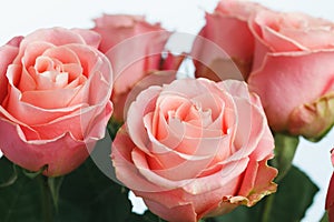 Pink roses bouquet, white background