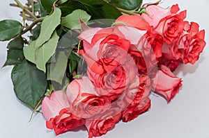 Pink roses bouquet white background