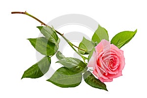 Pink roses bouquet on a white background photo