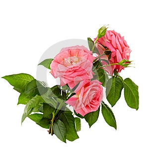 Pink roses bouquet on a white background