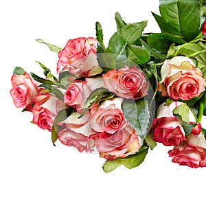 Pink roses bouquet on a white background