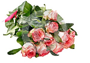 Pink roses bouquet on a white background