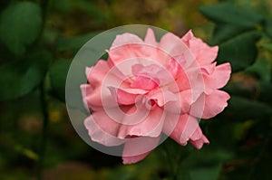 Pink roses with buds on a background of a green bush in the garden.